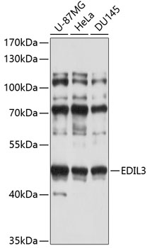 Anti-EDIL-3 Antibody (CAB4370)