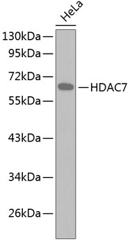 Anti-HDAC7 Antibody (CAB2970)