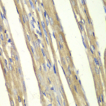 Anti-Caspase-7 Antibody (CAB1524)