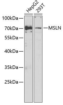 Anti-MSLN Antibody (CAB6183)