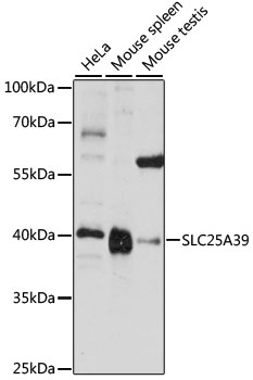 Anti-SLC25A39 Antibody (CAB15450)