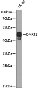 Anti-DMRT1 Polyclonal Antibody (CAB8411)