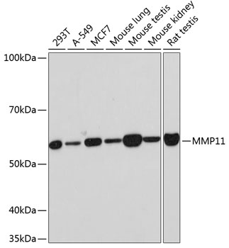 Anti-MMP11 Antibody