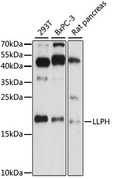 Anti-LLPH Antibody (CAB15533)