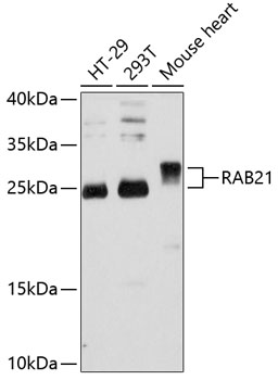 Anti-RAB21 Antibody (CAB12095)