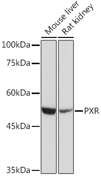 Anti-PXR Antibody (CAB17038)