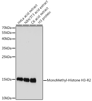 Anti-MonoMethyl-Histone H3-R2 Antibody (CAB3154)