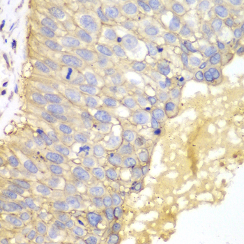 Anti-EpCAM Antibody (CAB1177)