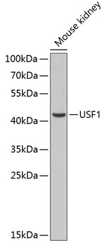 Anti-USF1 Antibody (CAB13560)