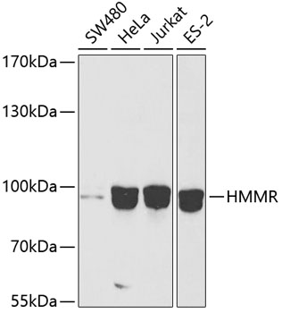 Anti-HMMR Antibody [KO Validated] (CAB12445)