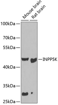 Anti-INPP5K Antibody (CAB7807)