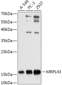 Anti-MRPL43 Antibody (CAB17793)