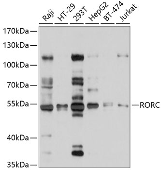 Anti-RORC Antibody (CAB10240)