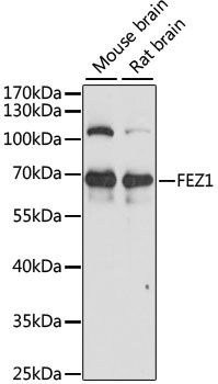 Anti-FEZ1 Antibody (CAB15362)