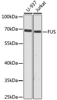 Anti-FUS Antibody [KO Validated] (CAB5921)