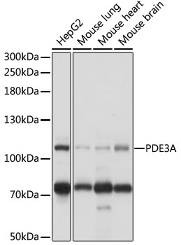 Anti-PDE3A Antibody (CAB17919)