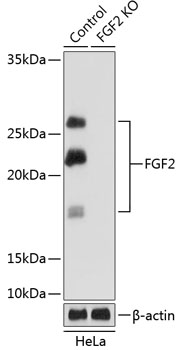 Anti-FGF2[KO Validated] Antibody