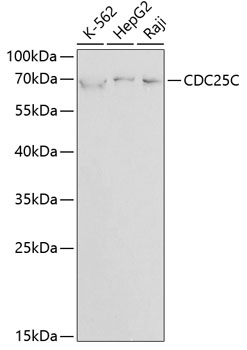 Anti-CDC25C Antibody (CAB1672)