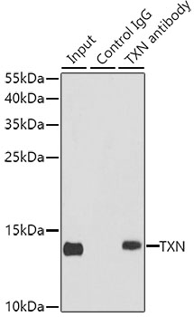 Anti-TXN Antibody (CAB7638)