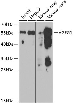 Anti-AGFG1 Antibody (CAB6294)