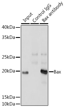 Anti-Bax Rabbit Monoclonal Antibody [KO Validated] (CAB18642)