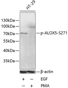 Anti-Phospho-ALOX5-S271 Antibody (CABP0573)