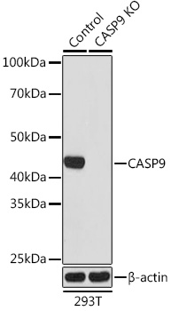 Anti-CASP9 Rabbit Monoclonal Antibody [KO Validated] (CAB18676)