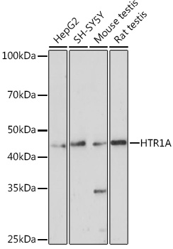 Anti-HTR1A Antibody (CAB2801)