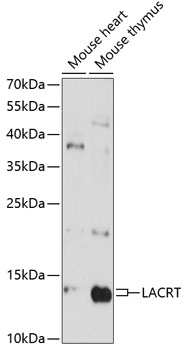 Anti-LACRT Antibody (CAB14632)