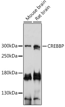 Anti-CREBBP Antibody (CAB14237)