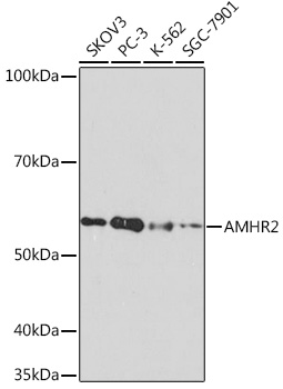 Anti-AMHR2 Antibody (CAB8813)