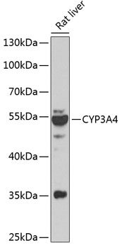 Anti-CYP3A4 Antibody (CAB13483)