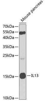 Anti-IL-13 Antibody (CAB2089)