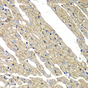 Anti-SGCD Antibody (CAB6980)