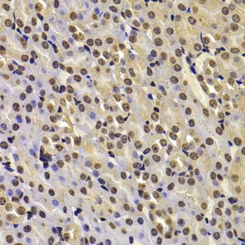 Anti-FBXW7 Antibody (CAB5872)