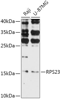 Anti-RPS23 Antibody (CAB17528)