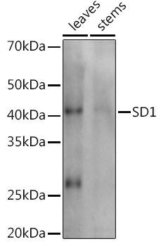 Western blot analysis of extracts of various tissues from the japonica rice (Oryza sativa L. ) variety Zhonghua 11, using SD1 antibody at 1:1000 dilution. Secondary antibody: HRP Goat Anti-Rabbit IgG (H+L) at 1:10000 dilution. Lysates/proteins: 25ug per lane. Blocking buffer: 3% nonfat dry milk in TBST. Detection: ECL Enhanced Kit. Exposure time: 30s.