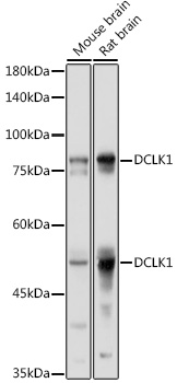 Anti-DCLK1 Polyclonal Antibody (CAB9474)