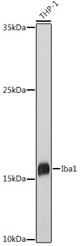 Anti-Iba1 Antibody (CAB1527)