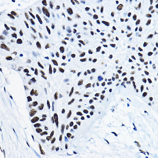 Anti-NONO Antibody (CAB5282)