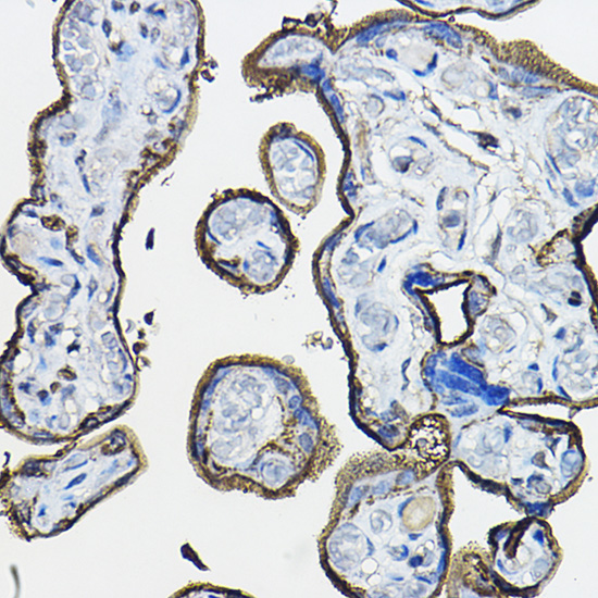 Anti-CD46 Antibody (CAB1653)