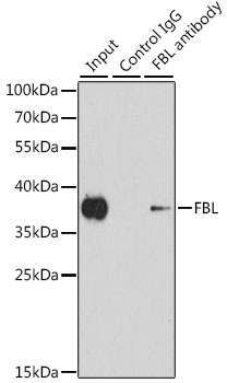 Anti-FBL Antibody (CAB1136)