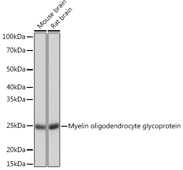 Anti-Myelin oligodendrocyte glycoprotein Antibody (CAB3992)