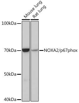 Anti-NOXA2/p67phox Antibody (CAB3703)
