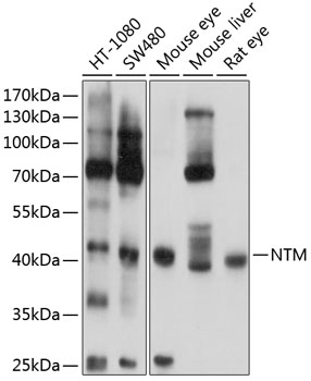 Anti-Neurotrimin Polyclonal Antibody (CAB8994)