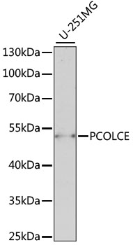 Anti-PCOLCE Antibody (CAB15298)