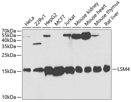 Anti-LSM4 Antibody (CAB5891)