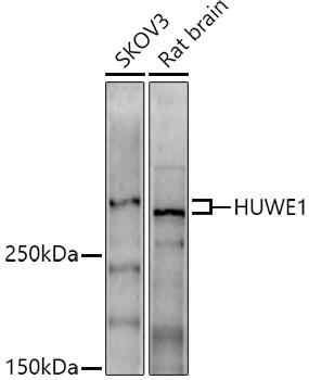 Western blot analysis of extracts of various cell lines, using HUWE1 antibody at 1:1000 dilution. Secondary antibody: HRP Goat Anti-Rabbit IgG (H+L) at 1:10000 dilution. Lysates/proteins: 25ug per lane. Blocking buffer: 3% nonfat dry milk in TBST. Detection: ECL Basic Kit. Exposure time: 180s.