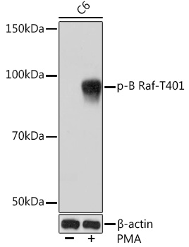 Anti-Phospho-B Raf-T401 Antibody (CABP1041)