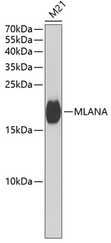 Anti-MLANA Antibody (CAB6290)